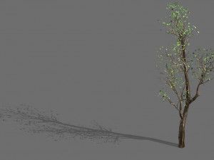 big tree-plant-wood 02 Modèle 3D