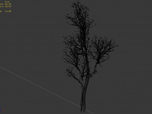 big tree-plant-wood 02 3D Model