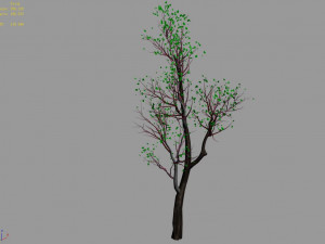 big tree-plant-wood 02 3D Model