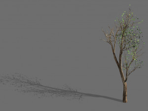 big tree-plant-wood 05 Modèle 3D