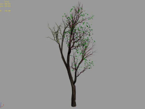 big tree-plant-wood 05 3D Model