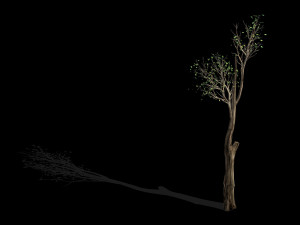 big tree-plant-wood 012 3D Model