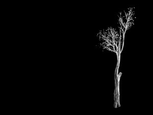 big tree-plant-wood 012 3D Model