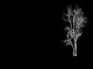 big tree-plant-wood 014 3D Model