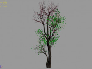 big tree-plant-wood 014 3D Model