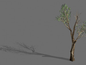 big tree-plant-wood 032 3D Model