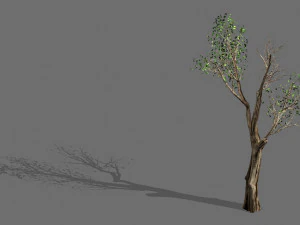 gran arbol-planta-madera 032 Modelo 3D