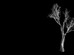 big tree-plant-wood 032 3D Model