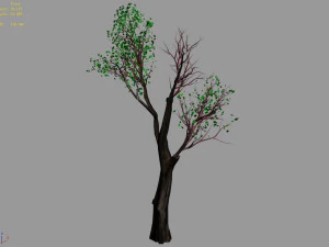 big tree-plant-wood 032 3D Model