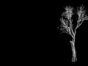 big tree-plant-wood 045 3D Model