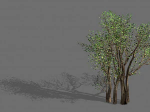большое дерево-растение-лес 056 3D Модель