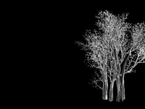 big tree-plant-wood 056 3Dモデル