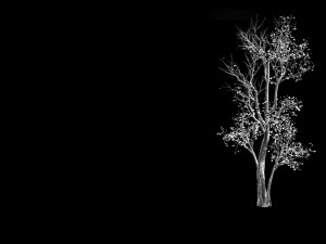 big tree-plant-wood 087 3D Модель