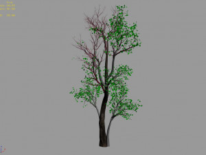 big tree-plant-wood 087 3D Модель