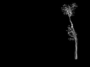 big tree-plant-wood 098 3D Model