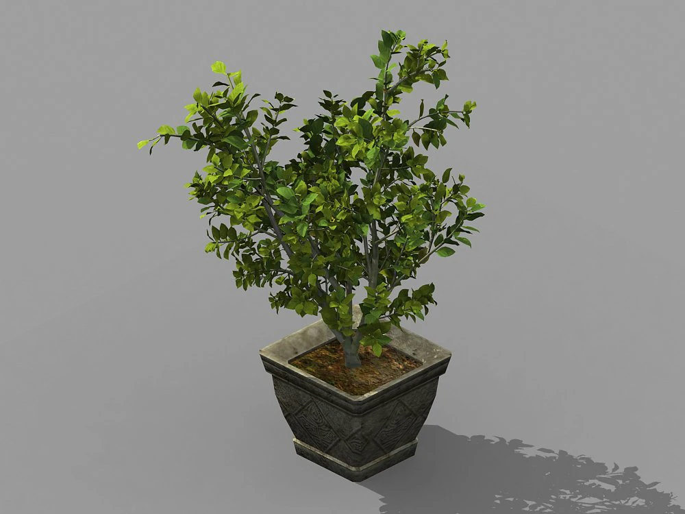 datang-south-bonsai 25 3D Model .c4d .max .obj .3ds .fbx .stl .blend