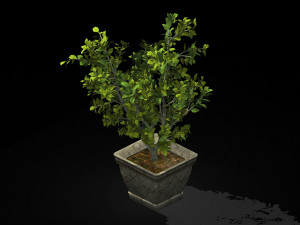 datang-south-bonsai 25 3D Model