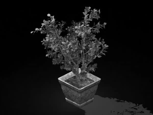 datang-south-bonsai 25 3D Model