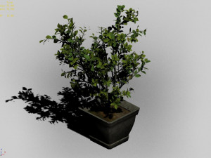 datang-south-bonsai 25 3D Model