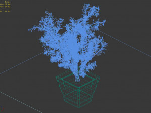 datang-south-bonsai 25 3D Model
