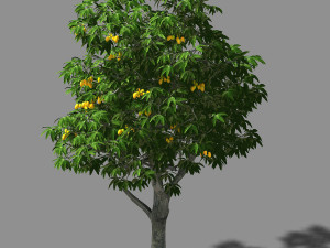 lilac garden-mango tree 02 3D Model