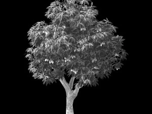 lilac garden-mango tree 03 3D Model