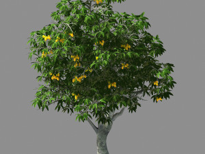 lilac garden-mango tree 04 3Dモデル