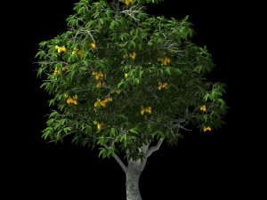 lilac garden-mango tree 04 Model 3D