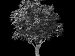 lilac garden-mango tree 04 3D Model