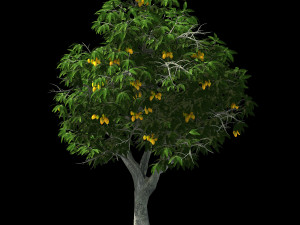 lilac garden-mango tree 05 3Dモデル