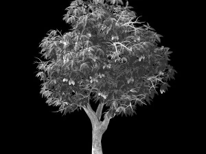 lilac garden-mango tree 05 3D Model