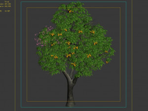 lilac garden-mango tree 05 3Dモデル