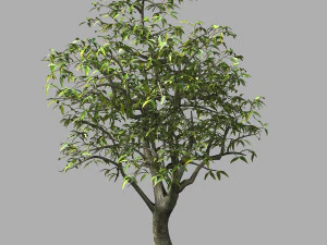 lila tuin-mangoboom 06 3D Model