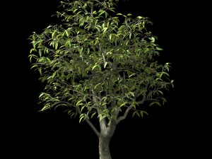 lilac garden-mango tree 06 3D Model