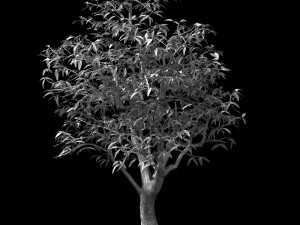 lilac garden-mango tree 06 3D Model
