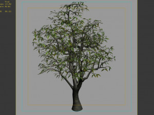 lilac garden-mango tree 06 3Dモデル