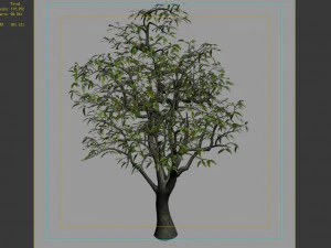lilac garden-mango tree 06 3D Model