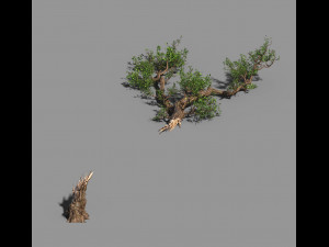 broken wood-branch 02 3D Model