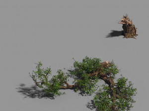 broken wood-branch 02 3D Model