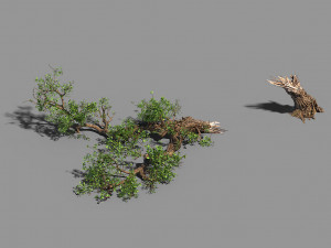 broken wood-branch 02 3D Model