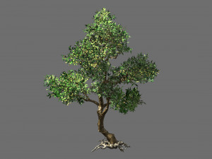 osmanthus tree-shrub-vine-grass-fern-alga 1 3D Model