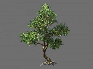 osmanthus tree-shrub-vine-grass-fern-alga 1 3D Model