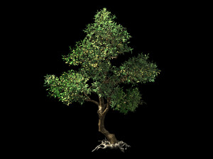 osmanthus tree-shrub-vine-grass-fern-alga 1 3D Model