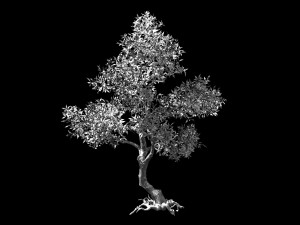 osmanthus tree-shrub-vine-grass-fern-alga 1 3D Model