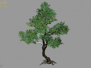 osmanthus tree-shrub-vine-grass-fern-alga 1 3D Model