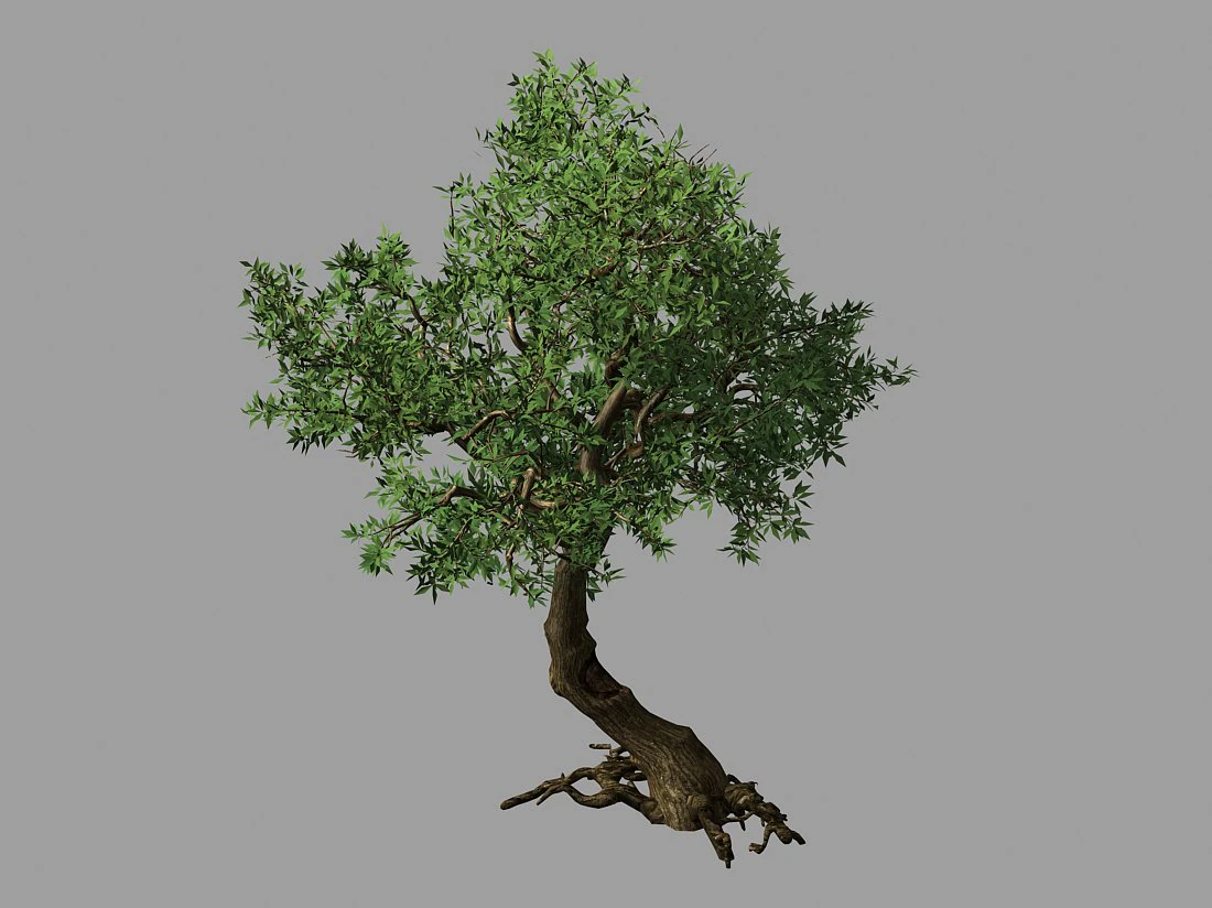 osmanthus tree-shrub-vine-grass-fern-alga 12 3D Model .c4d .max .obj .3ds .fbx .stl .blend 