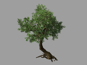 osmanthus tree-shrub-vine-grass-fern-alga 12 3D Model