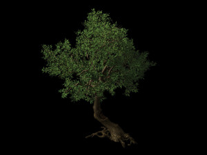 osmanthus tree-shrub-vine-grass-fern-alga 12 Model 3D