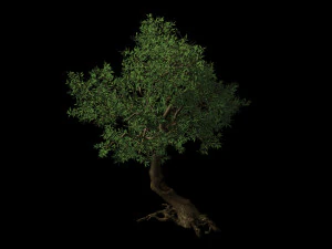 osmanthus tree-shrub-vine-grass-fern-alga 12 3D Model