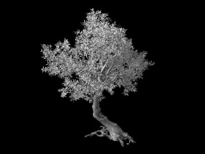 osmanthus tree-shrub-vine-grass-fern-alga 12 3D Model